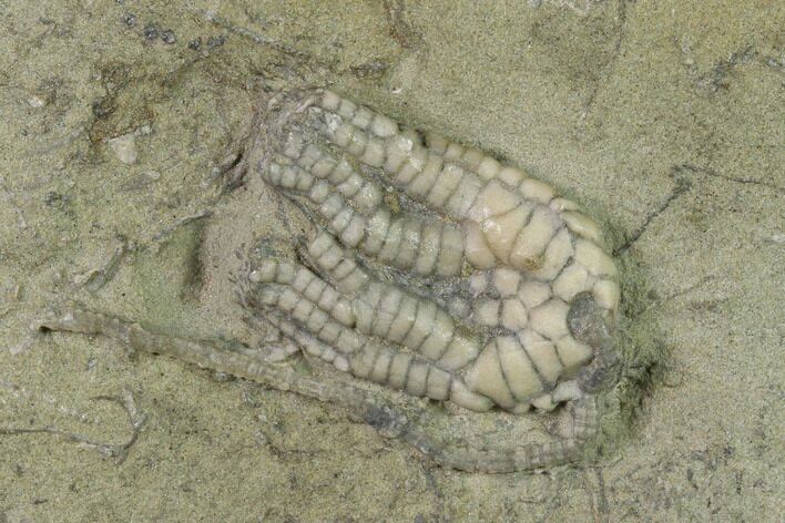 Fossil Crinoid (Sarocrinus) - Crawfordsville, Indiana #135541